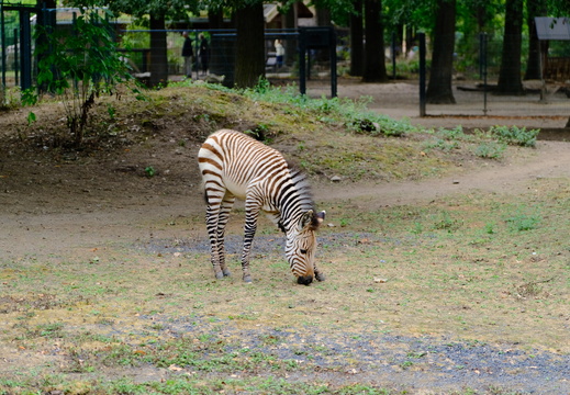 Zoo Krefeld